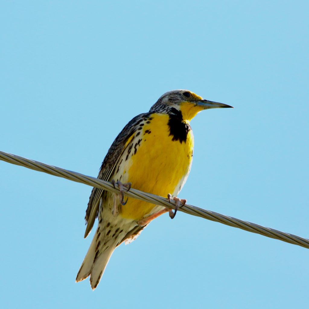 The magnificent Western Meadowlark