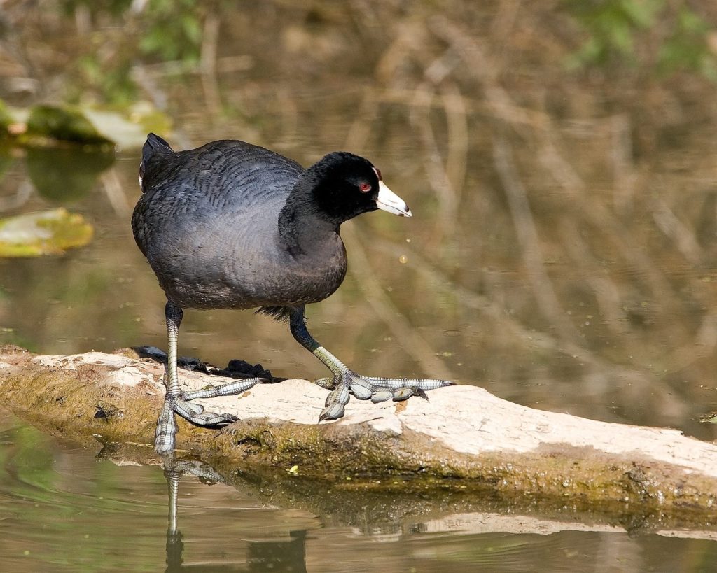 American Coot