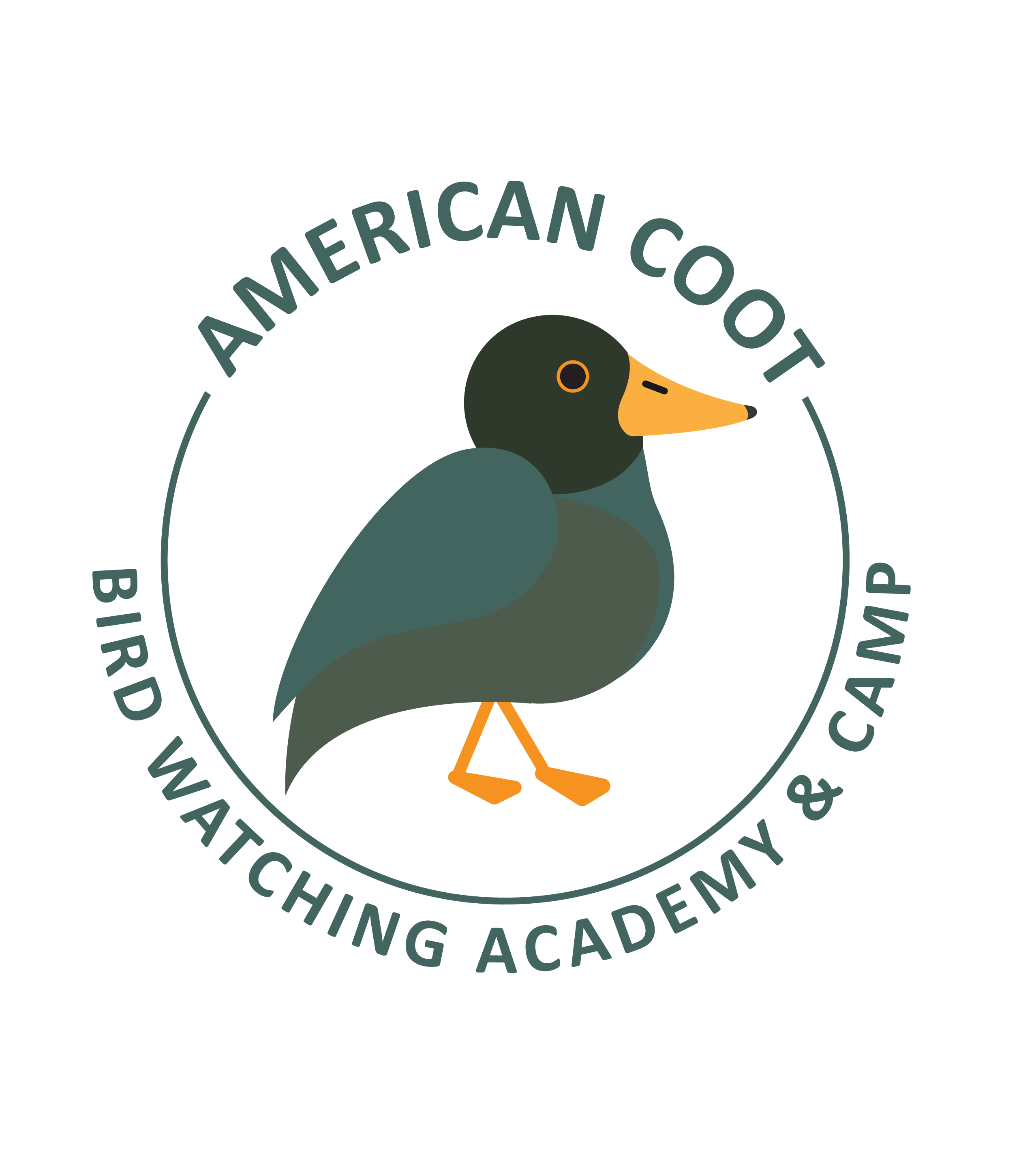 American Coot Picture