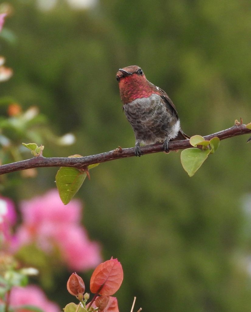 Annas Hummingbird