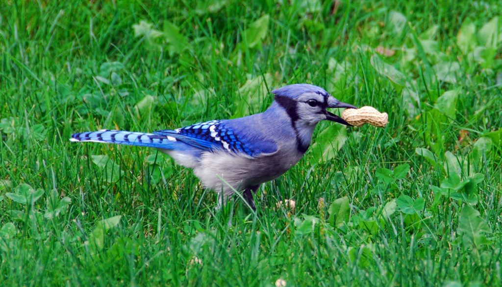 Blue Jay