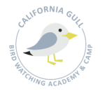 California Gull Picture