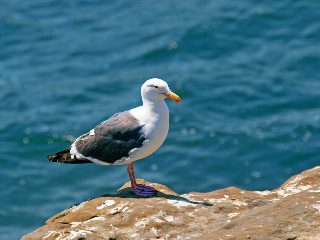 California Gull