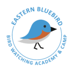Eastern Bluebird Picture
