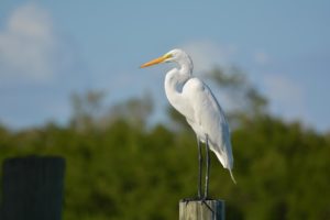 Great Egret Picture