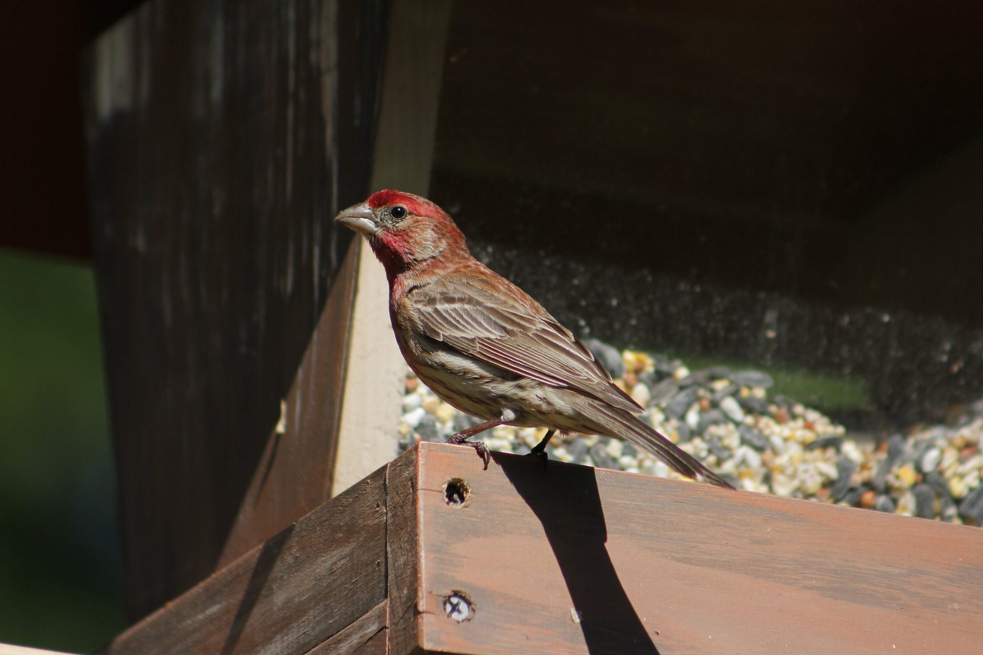 House Finch