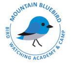 Mountain Bluebird Picture