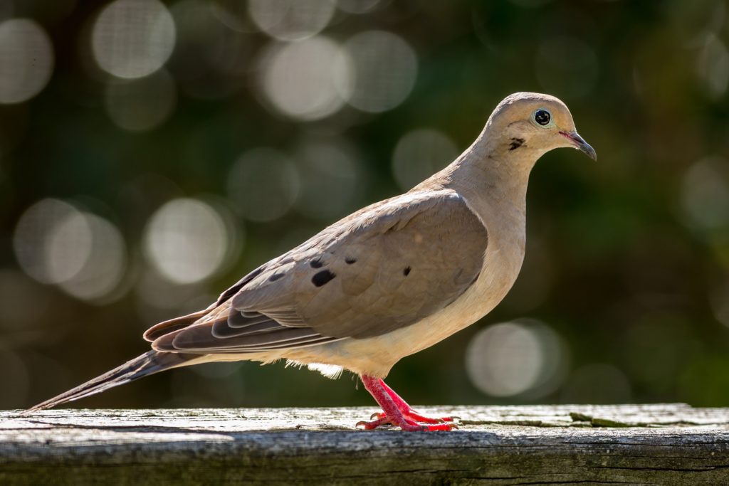 Mourning Dove Picture