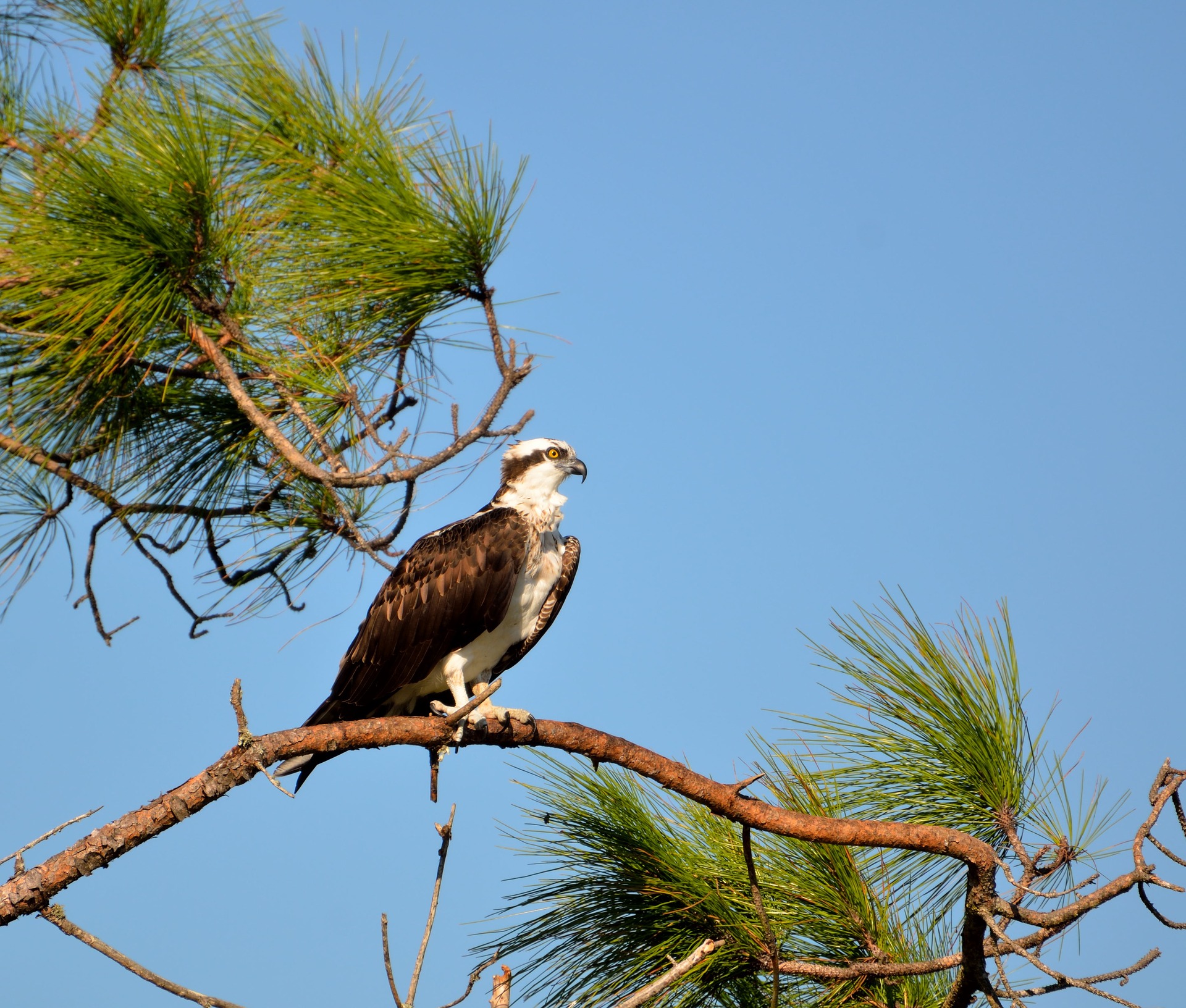 Osprey in Tree