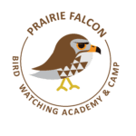 Prairie Falcon Picture