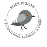Rock Pigeon Picture