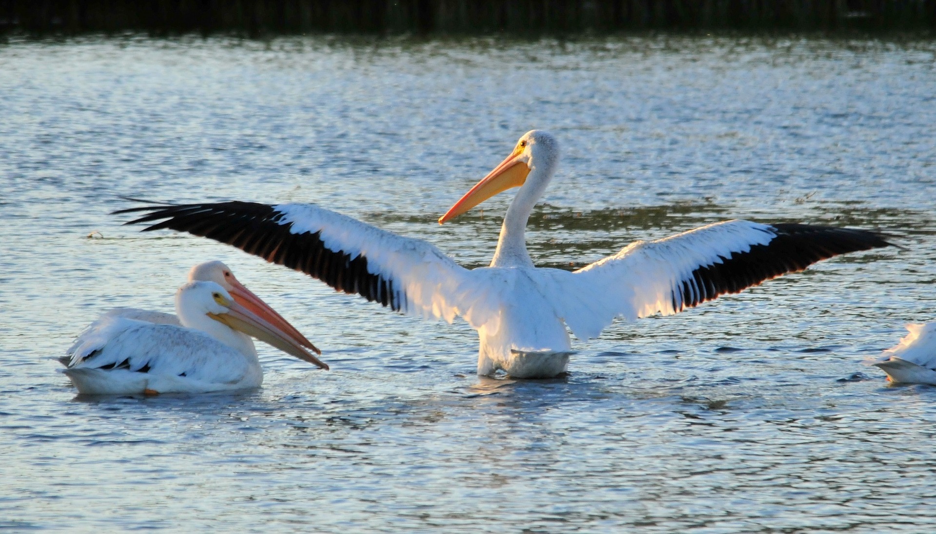 Picture of American White Pelicans
