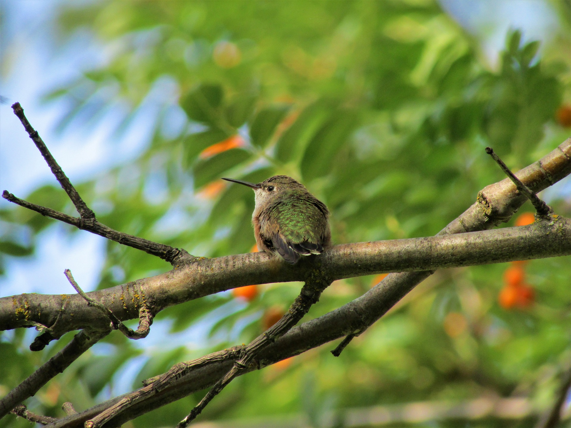 Black Chinned Hummingbird Picture