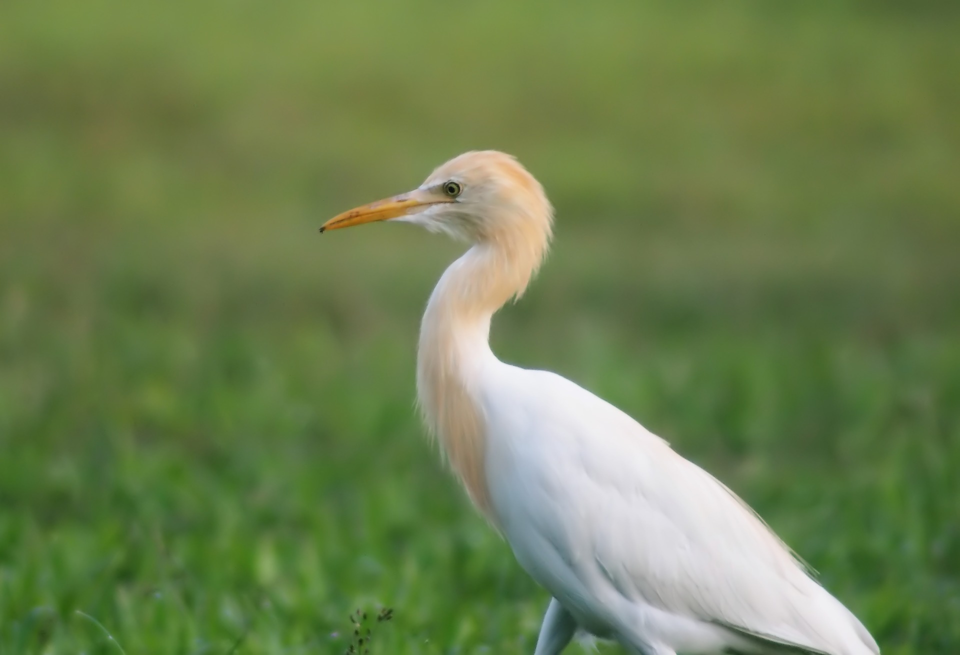 Cattle Egret Picture