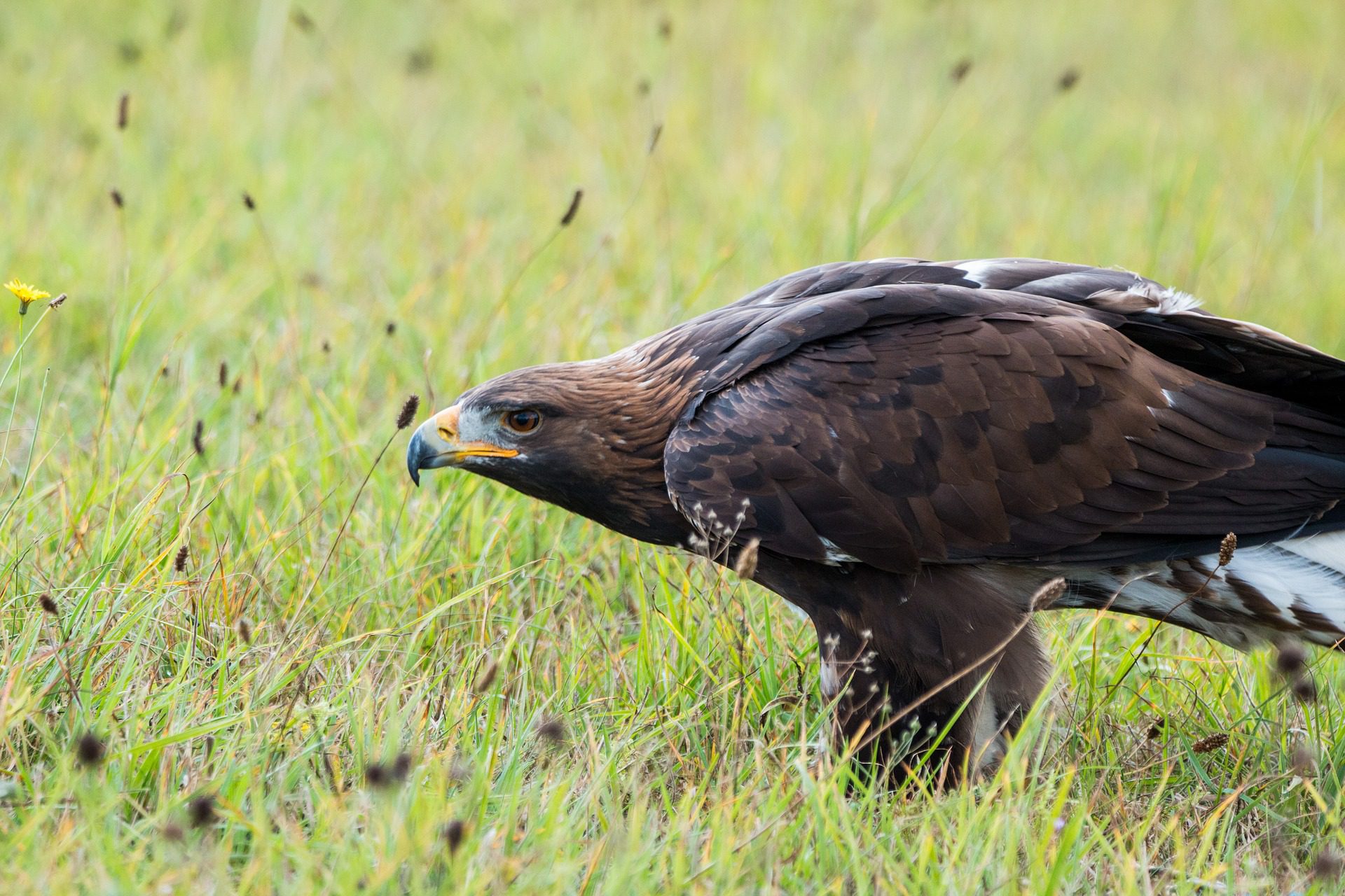 Golden Eagle