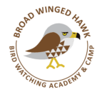 Broad Winged Hawk Picture