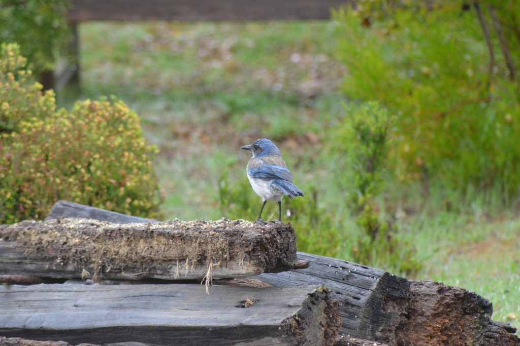 California Scrub Jay