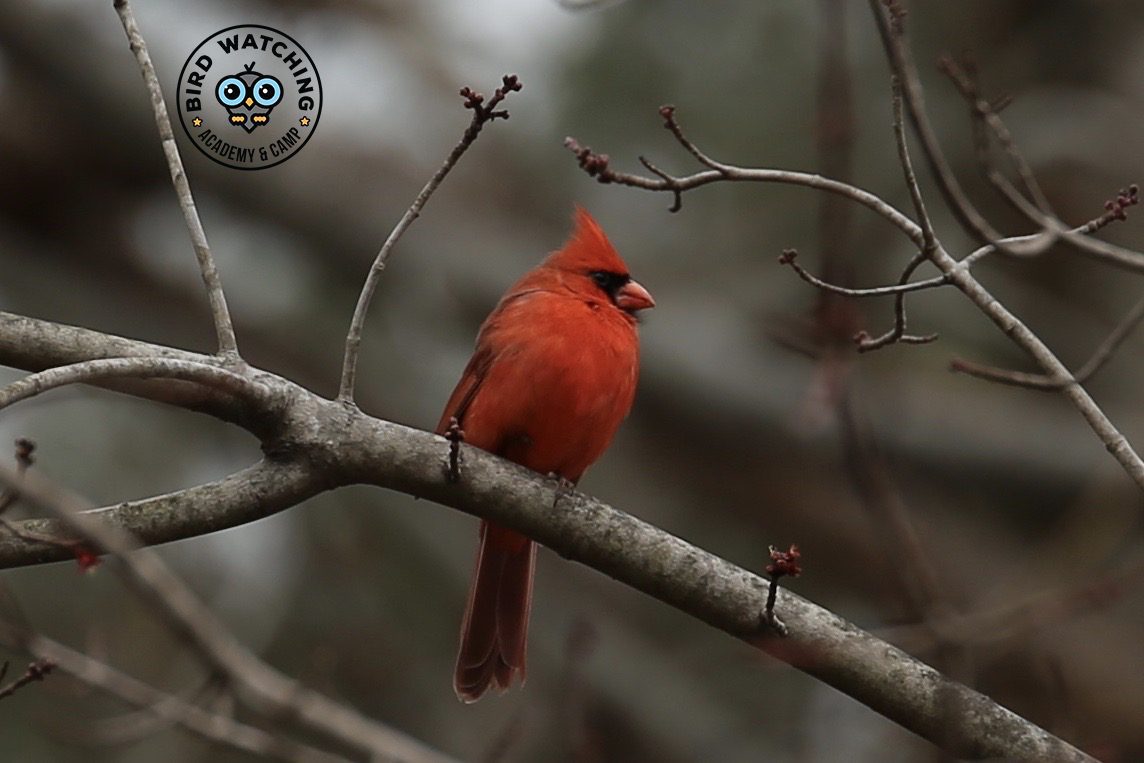 Northern Cardinal