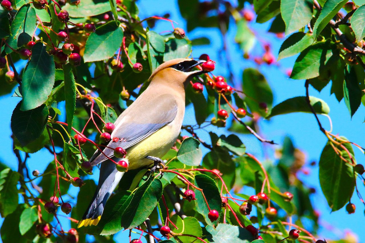 Cedar Waxwing