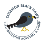 Common Black Hawk Picture