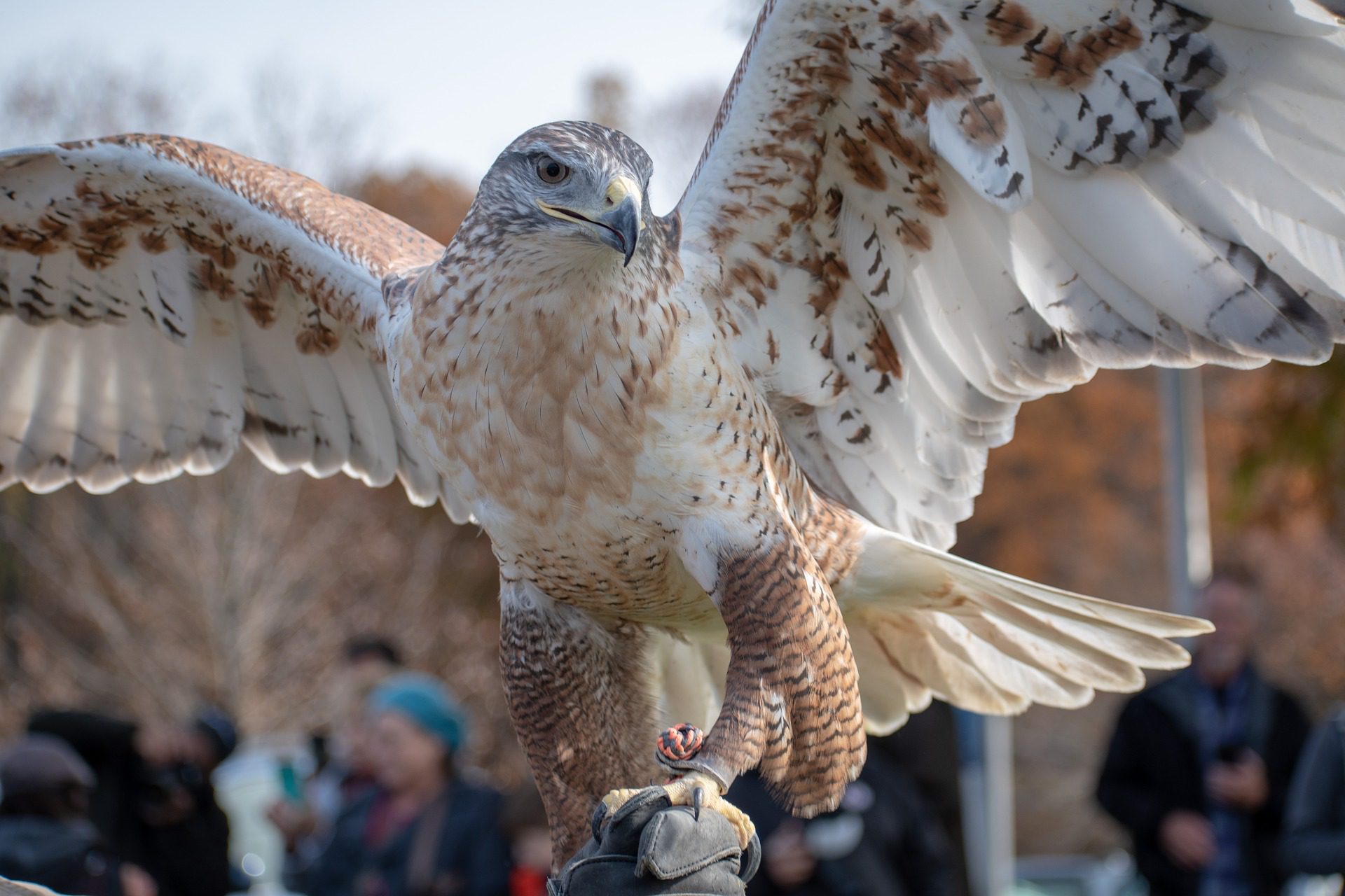 Ferruginous Hawk