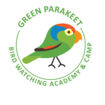 Green Parakeet Picture