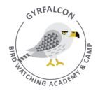 Gyrfalcon Picture