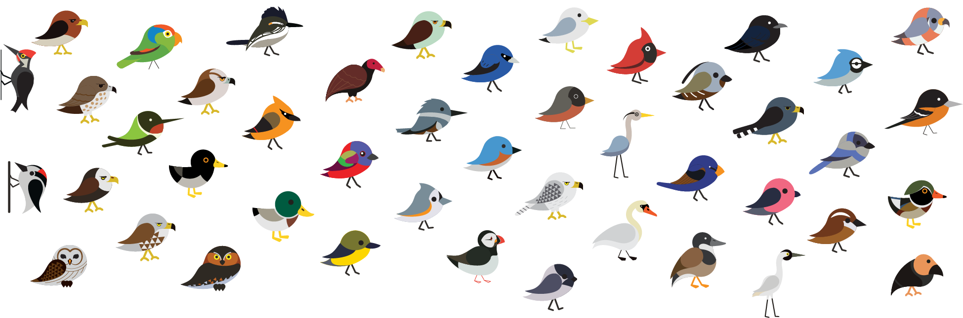 Types of birds