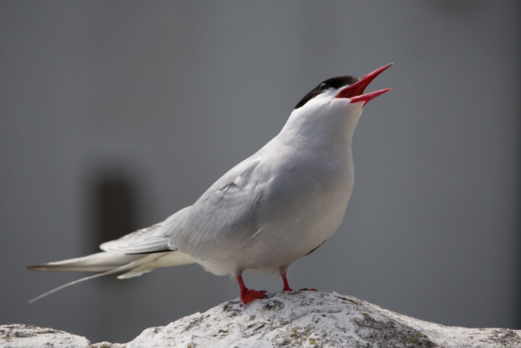 Arctic Tern