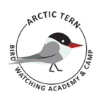 Arctic Tern Picture