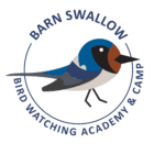 Barn Swallow Picture