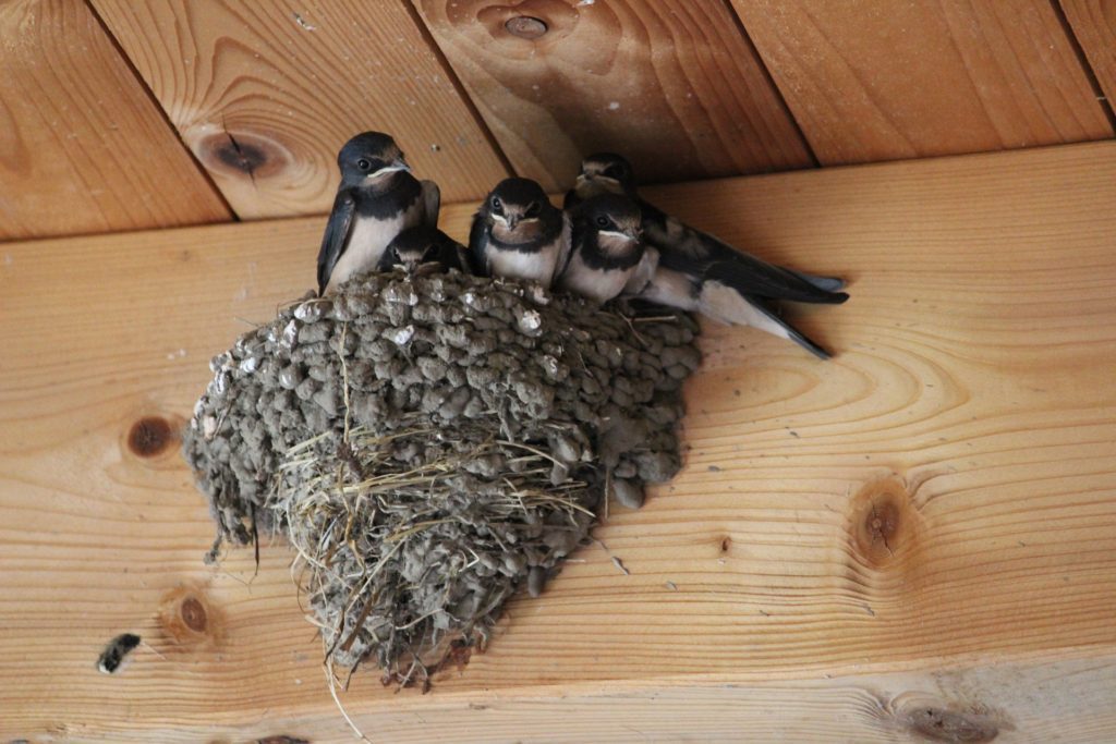 Barn Swallows