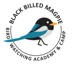 Black Billed Magpie Picture