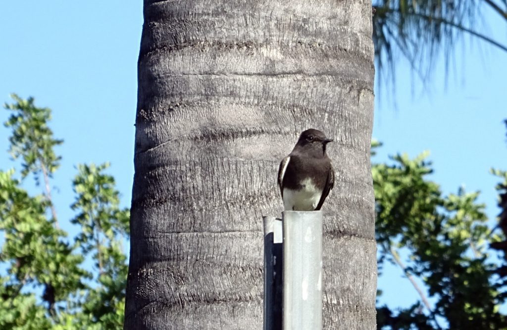 Black Phoebe