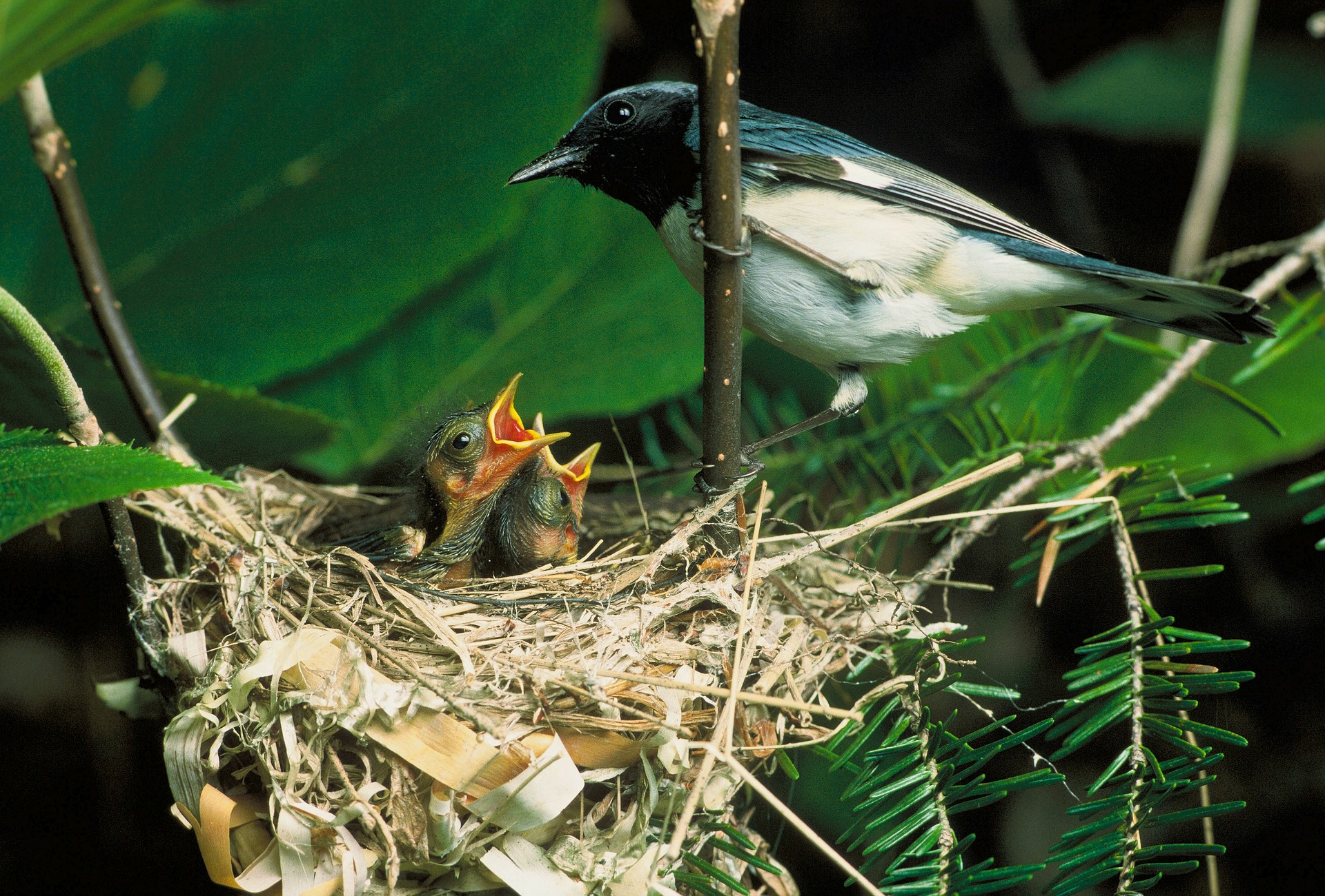 black throated blue warbler