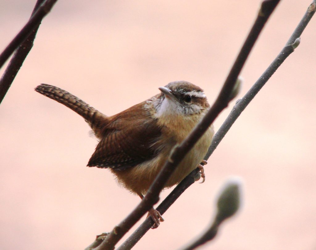 House Wren