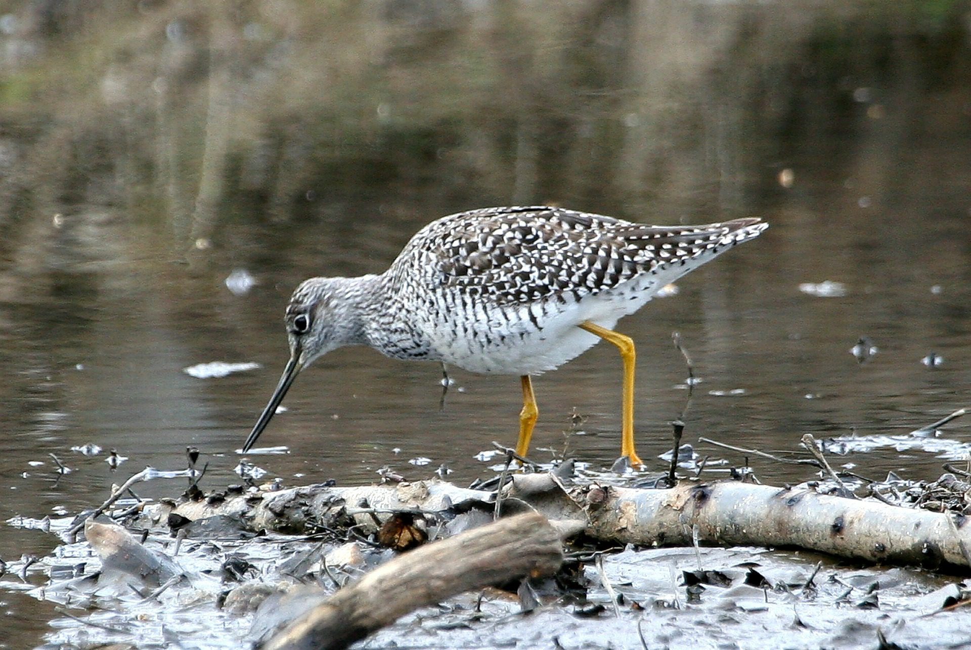 Greater Yellowlegs