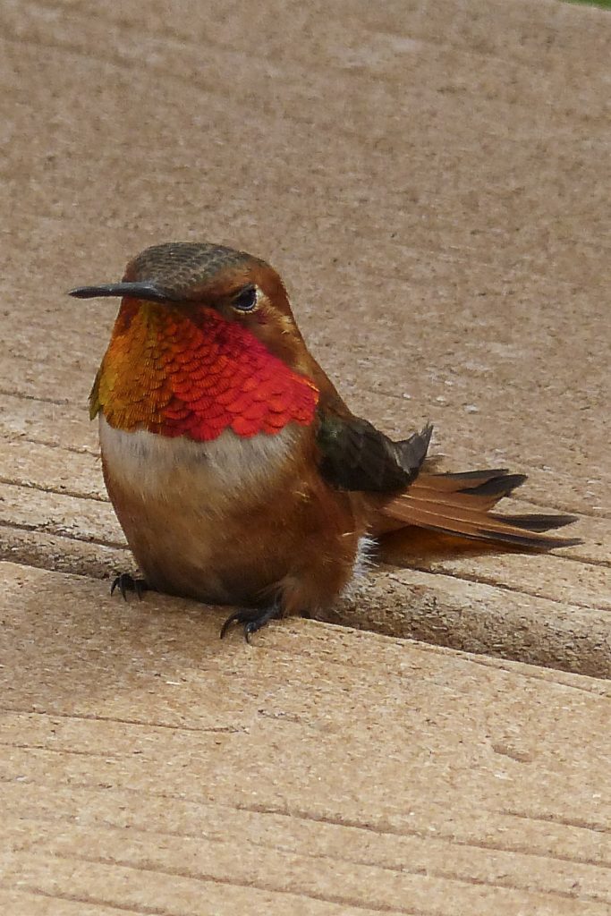 Allen's Hummingbird