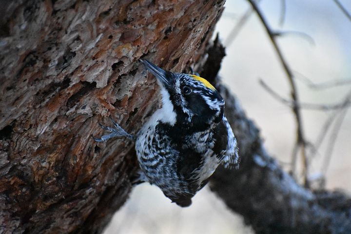You can see a lot of different kinds of birds in Yellowstone National Park