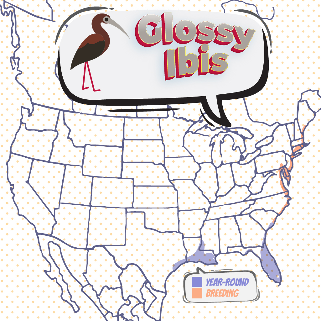 glossy ibis range map
