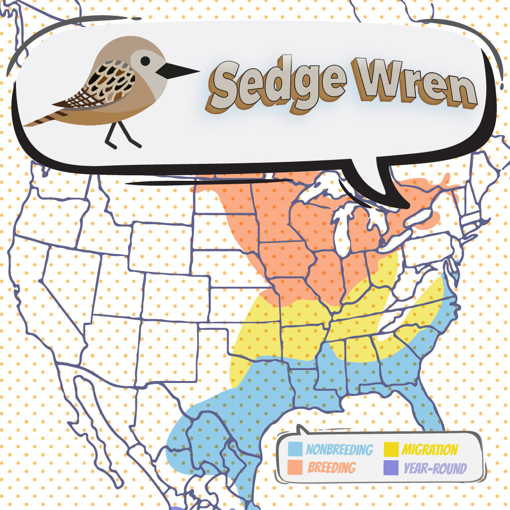 Sedge Wren - Bird Watching Academy