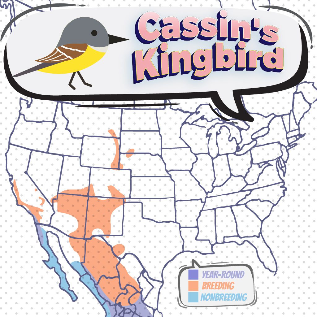 Cassin’s Kingbird - Bird Watching Academy