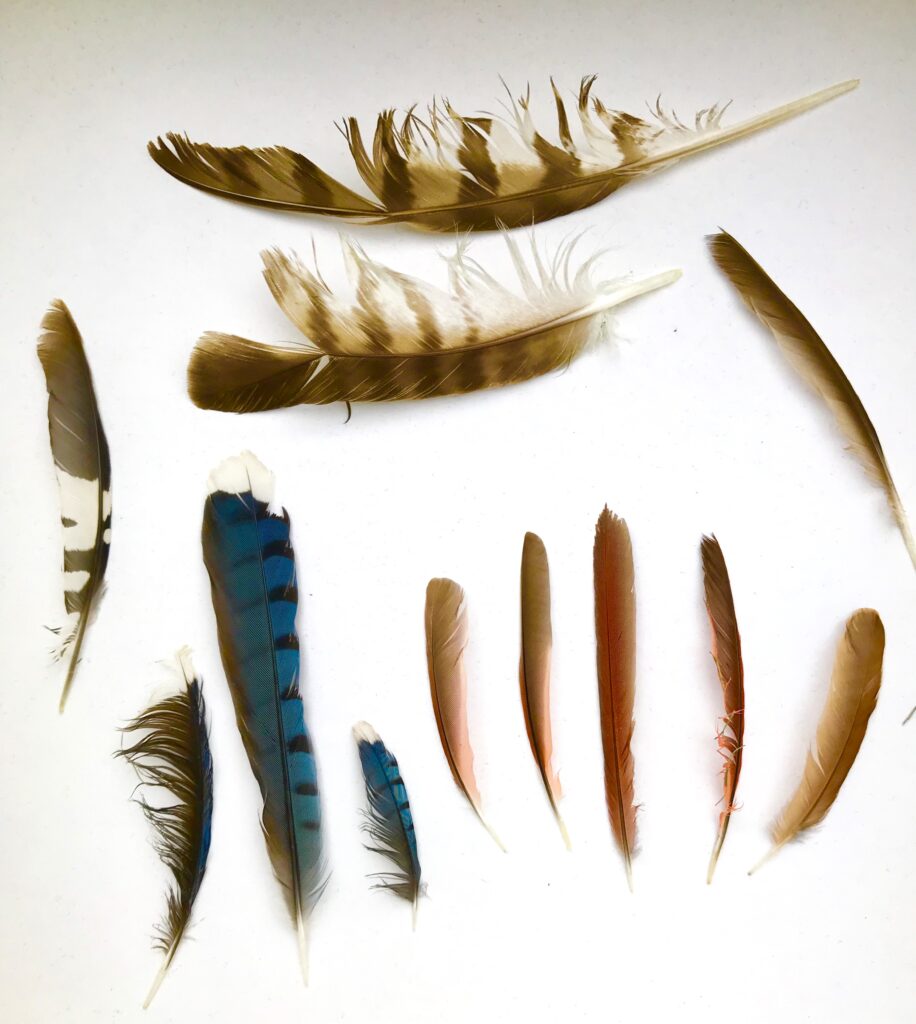 Different Types of Bird Feathers - Bird Watching Academy